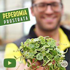 Peperomia prostrata pianta usato  Reggio Emilia
