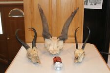 African springbok skull for sale  Brandon