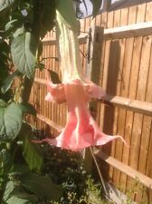Brugmansia amour double for sale  BASINGSTOKE
