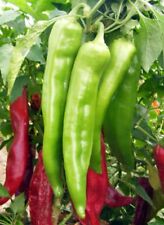 chili red pepper pinata for sale  Deltona