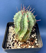 Euphorbia horrida major for sale  Elgin