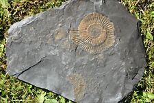 Fossilen ammoniten jura gebraucht kaufen  Völklingen