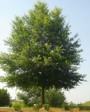 Willow oak trees for sale  Campti