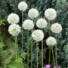 Giant allium mount for sale  LLANDYSUL