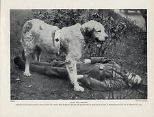 GREAT PYRENEES PYRENEAN MOUNTAIN RED CROSS WAR DOG AND SOLDIER OLD 1934 PRINT for sale  COLEFORD