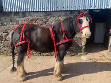Driving harness full for sale  LEYBURN