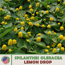100 lemon drop for sale  Venice