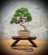 Juniperus chinensis itoigawa gebraucht kaufen  Golßen