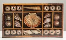 Assorted Sea Shells in Printers Tray Under Acrylic 26 x 15 x 3cm Ready to Hang  for sale  Shipping to South Africa
