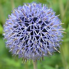 Echinops bannaticus blue for sale  MARCH