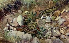 Agile lizard ...antique d'occasion  Saint-Cyprien