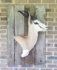 Unusual sideways springbok for sale  Prospect