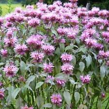 Bee balm wild for sale  Sevierville