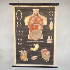 Tavola anatomica poster usato  Brescia