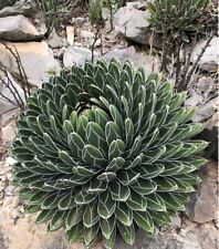 Agave victoriae reginae for sale  HORSHAM