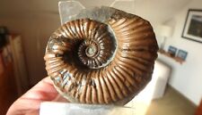 Fossilien ammonit heteromorph gebraucht kaufen  Rautheim,-Mascherode