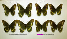 Papilionidae BATTUS POLYDAMAS *** *Set Nr. 1 *****Caribbean Islands/Bahamas for sale  Shipping to South Africa