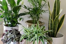 House plants starter for sale  Gurnee