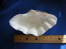 squamosa clam for sale  Lincoln City