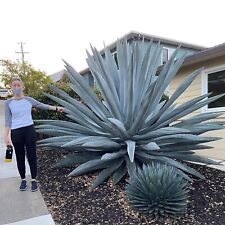 Root agave americana for sale  Tucson