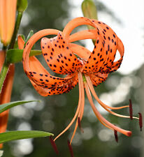 Tiger lily seeds for sale  Saint Augustine