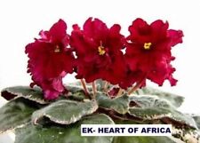 African violet leaf for sale  Elizabethtown