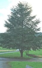 15 nasion Niebieski cedr atlatyczny Cedrus atlantica Las Ogród Drzewo ozdobne Bonsai , używany na sprzedaż  Wysyłka do Poland