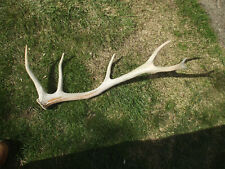 Elk antlers one for sale  Pittsburgh