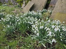 Snowdrop bulbs 110. for sale  BAKEWELL