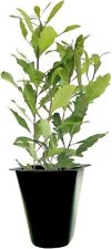 Wax myrtle live for sale  USA