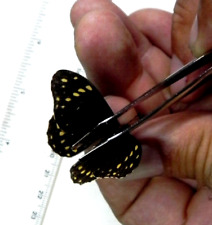 Papilio baron. brevic. d'occasion  Expédié en Belgium