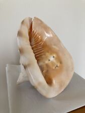 Large conche shell for sale  MILTON KEYNES