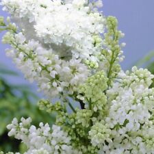 Syringa lilac madame for sale  MARCH