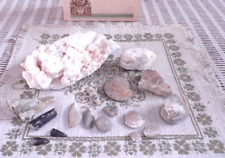 Collezione conchiglie fossili usato  Serra De Conti