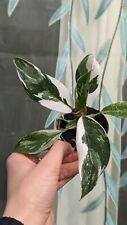 Philodendron white princess for sale  TELFORD