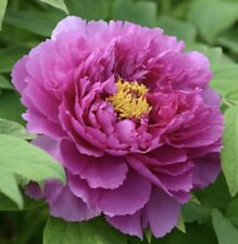 Zhan japanese peony for sale  SOUTHSEA