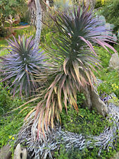 Yucca desmetiana pianta usato  Menfi