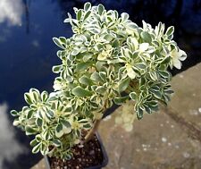Aeonium domesticatum variegate for sale  MIDDLESBROUGH