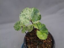 Asarum megacalyx echigo for sale  USA