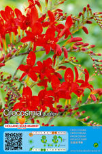 Crocosmia monbretia montbretie gebraucht kaufen  Erfurt