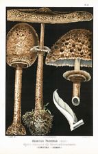 1890 Lithograph FUNGI MUSHROOM Agaricus Procerus (LC46), used for sale  Shipping to South Africa