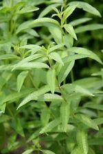 Lemon verbena plug for sale  BURTON-ON-TRENT