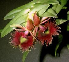 Rare orchid species for sale  Mckinleyville