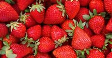 Lot organic strawberry for sale  Parrottsville
