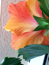 Orange yellow hibiscus for sale  Shipping to Ireland