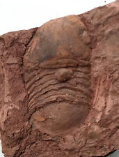 Ordovician fossil trilobite for sale  Shipping to Ireland