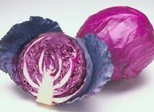 Fresh cabbage red d'occasion  Expédié en Belgium
