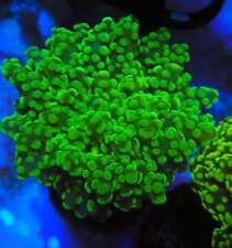 Frogspawn coral wysiwyg for sale  RUGELEY