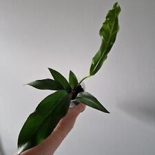Anthurium plowmanii rooting for sale  WAKEFIELD