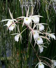 Orchid orchidee brassavola for sale  Shipping to Ireland